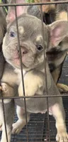 N/A, a female French Bulldog for sale in Rialto, CA – 5 of 5