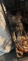 N/A, a female French Bulldog for sale in Rialto, CA – 3 of 4
