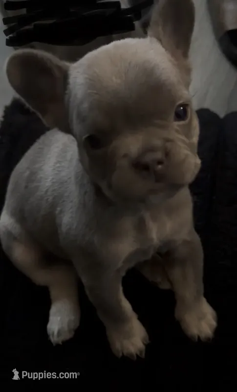 N/A – French Bulldog puppy for sale in Rialto, CA