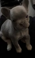 N/A, a female French Bulldog for sale in Rialto, CA – 1 of 4