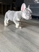 N/A, a female French Bulldog for sale in Rialto, CA – 3 of 5