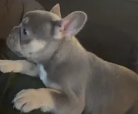 N/A, a female French Bulldog for sale in Rialto, CA – 2 of 4
