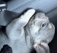 N/A, a female French Bulldog for sale in Rialto, CA – 4 of 4