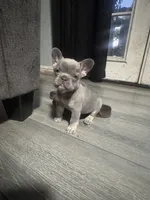N/A, a female French Bulldog for sale in Rialto, CA – 4 of 4