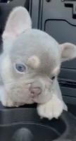 N/A, a female French Bulldog for sale in Rialto, CA – 2 of 5
