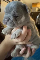 N/A, a female French Bulldog for sale in Rialto, CA – 3 of 4