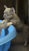 N/A, a female French Bulldog for sale in Rialto, CA – 2 of 4