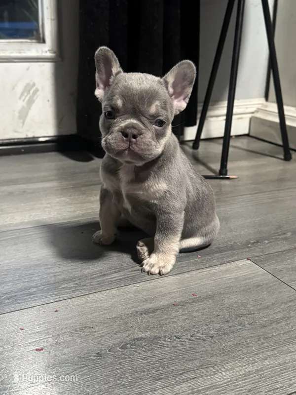 N/A – French Bulldog puppy for sale in Rialto, CA