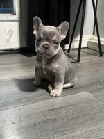 N/A, a female French Bulldog for sale in Rialto, CA – 1 of 4