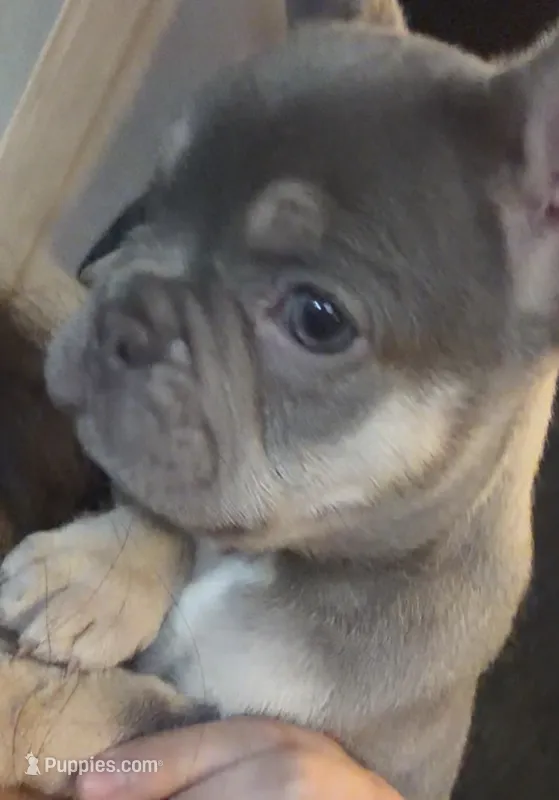 N/A – French Bulldog puppy for sale in Rialto, CA