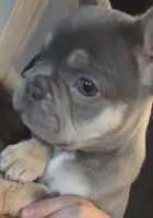N/A, a female French Bulldog for sale in Rialto, CA – 1 of 5