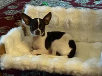 Lucky the Great P2, a male Chihuahua for sale in Stapleton, GA – 7 of 7