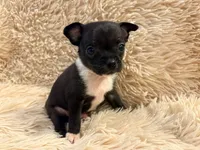 Lucky the Great P2, a male Chihuahua for sale in Stapleton, GA – 2 of 7