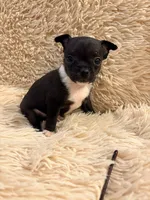 Lucky the Great P2, a male Chihuahua for sale in Stapleton, GA – 4 of 7
