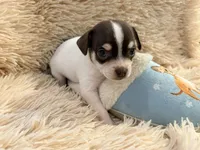 Leo the Lion P3, a male Chihuahua for sale in Stapleton, GA – 2 of 8