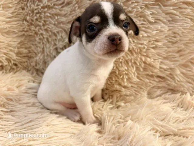 Leo the Lion P3 – Chihuahua puppy for sale in Stapleton, GA