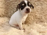 Leo the Lion P3, a male Chihuahua for sale in Stapleton, GA – 1 of 8