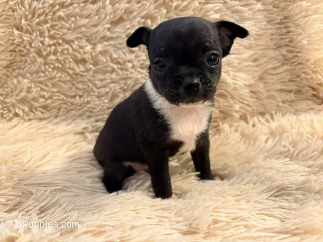 Lucky the Great P2 – Chihuahua puppy for sale in Stapleton, GA