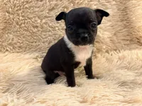 Lucky the Great P2, a male Chihuahua for sale in Stapleton, GA – 1 of 7