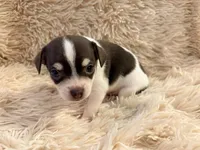 Leo the Lion P3, a male Chihuahua for sale in Stapleton, GA – 5 of 8