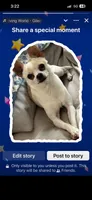 Lucky the Great P2, a male Chihuahua for sale in Stapleton, GA – 5 of 7