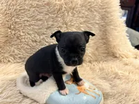 Lucky the Great P2, a male Chihuahua for sale in Stapleton, GA – 3 of 7
