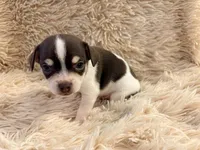 Leo the Lion P3, a male Chihuahua for sale in Stapleton, GA – 4 of 8