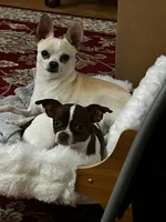 Lucky the Great P2, a male Chihuahua for sale in Stapleton, GA – 6 of 7
