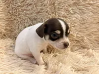 Leo the Lion P3, a male Chihuahua for sale in Stapleton, GA – 3 of 8