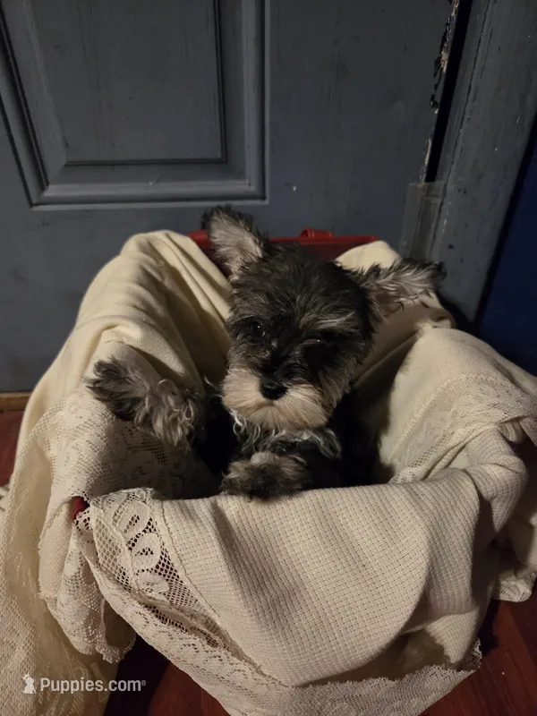 Strawberry , a female Miniature Schnauzer for sale in Wilburton, OK – Photo 1 of 1