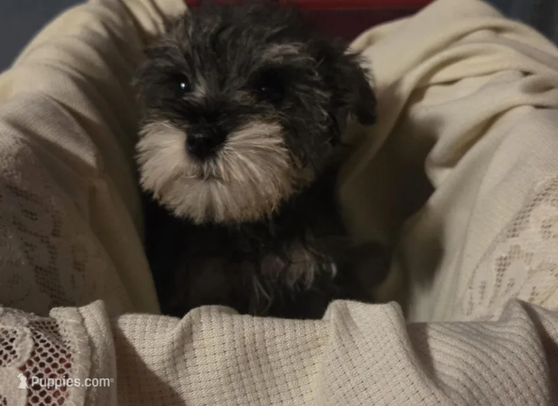 Pepper  – Miniature Schnauzer puppy for sale in Wilburton, OK