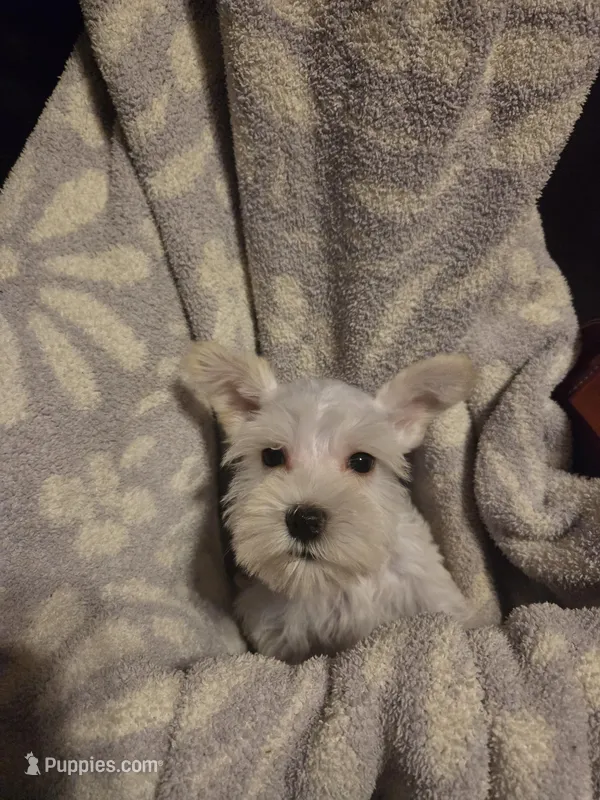 Peach – Miniature Schnauzer puppy for sale in Wilburton, OK