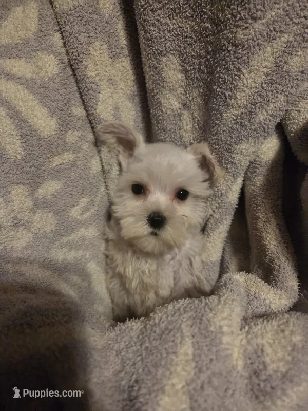 Sugar – Miniature Schnauzer puppy for sale in Wilburton, OK