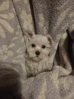 Sugar, a female Miniature Schnauzer for sale in Wilburton, OK – 1 of 1