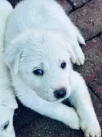 Obi one toe Canobi , a male Anatolian Shepherd Dog and Great Pyrenees for sale in Ione, CA – 2 of 6