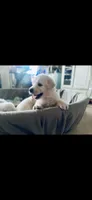 Popeye, a male Anatolian Shepherd Dog and Great Pyrenees for sale in Ione, CA – 3 of 3