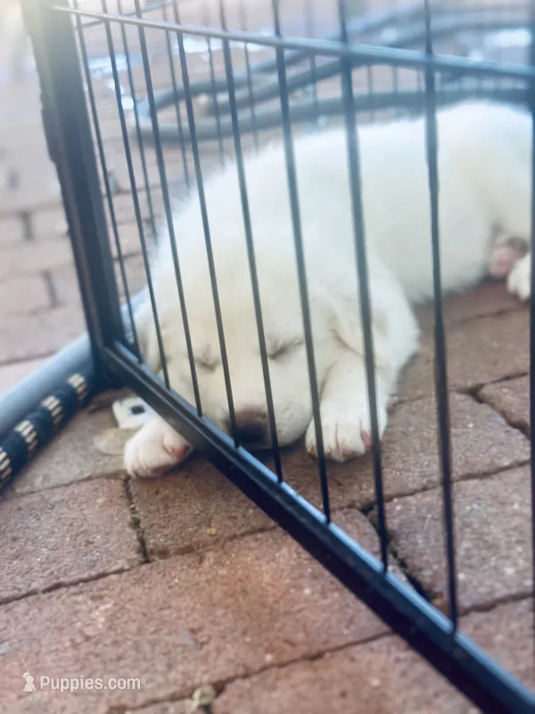 Obi one toe Canobi  – Anatolian Shepherd Dog, Great Pyrenees puppy for sale in Ione, CA