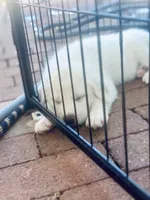 Obi one toe Canobi , a male Anatolian Shepherd Dog and Great Pyrenees for sale in Ione, CA – 1 of 6