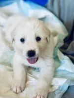 Popeye, a male Anatolian Shepherd Dog and Great Pyrenees for sale in Ione, CA – 1 of 3