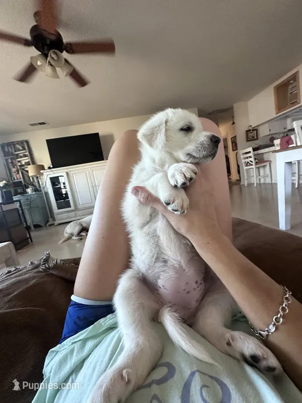 Snuggles – Anatolian Shepherd Dog, Great Pyrenees puppy for sale in Ione, CA