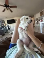 Snuggles, a female Anatolian Shepherd Dog and Great Pyrenees for sale in Ione, CA – 1 of 5