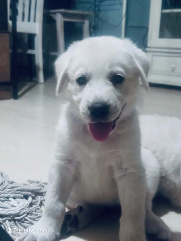 Bob Barker – Anatolian Shepherd Dog, Great Pyrenees puppy for sale in Ione, CA
