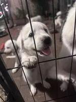 Snuggles, a female Anatolian Shepherd Dog and Great Pyrenees for sale in Ione, CA – 4 of 5