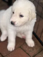 Sloth, a male Anatolian Shepherd Dog and Great Pyrenees for sale in Ione, CA – 3 of 5