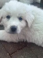 Sloth, a male Anatolian Shepherd Dog and Great Pyrenees for sale in Ione, CA – 2 of 5