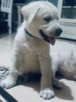 Bob Barker, a male Anatolian Shepherd Dog and Great Pyrenees for sale in Ione, CA – 4 of 4
