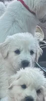 Cowgirl, a female Anatolian Shepherd Dog and Great Pyrenees for sale in Ione, CA – 3 of 3