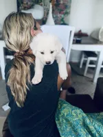 Obi one toe Canobi , a male Anatolian Shepherd Dog and Great Pyrenees for sale in Ione, CA – 5 of 6