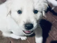 Olive Oyle, a female Anatolian Shepherd Dog and Great Pyrenees for sale in Ione, CA – 5 of 5