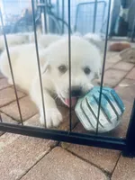 Snuggles, a female Anatolian Shepherd Dog and Great Pyrenees for sale in Ione, CA – 2 of 5